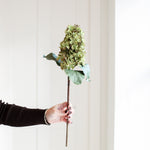 A stunning Hydrangea stem in warm green and brown.