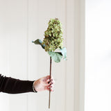 A stunning Hydrangea stem in warm green and brown.