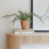 A lifelike potted Java fern plant in terracotta pot
