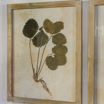 A set of two beautiful leaf prints in a fir wood frame.