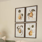 Charles Ted set of four pear prints in decorative frames
