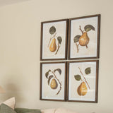 Charles Ted set of four pear prints in decorative frames