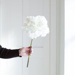 A gorgeous full off white hydrangea,