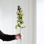 A stunning Foxglove stem in Winter Green