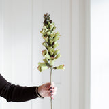 A stunning Foxglove stem in Winter Green