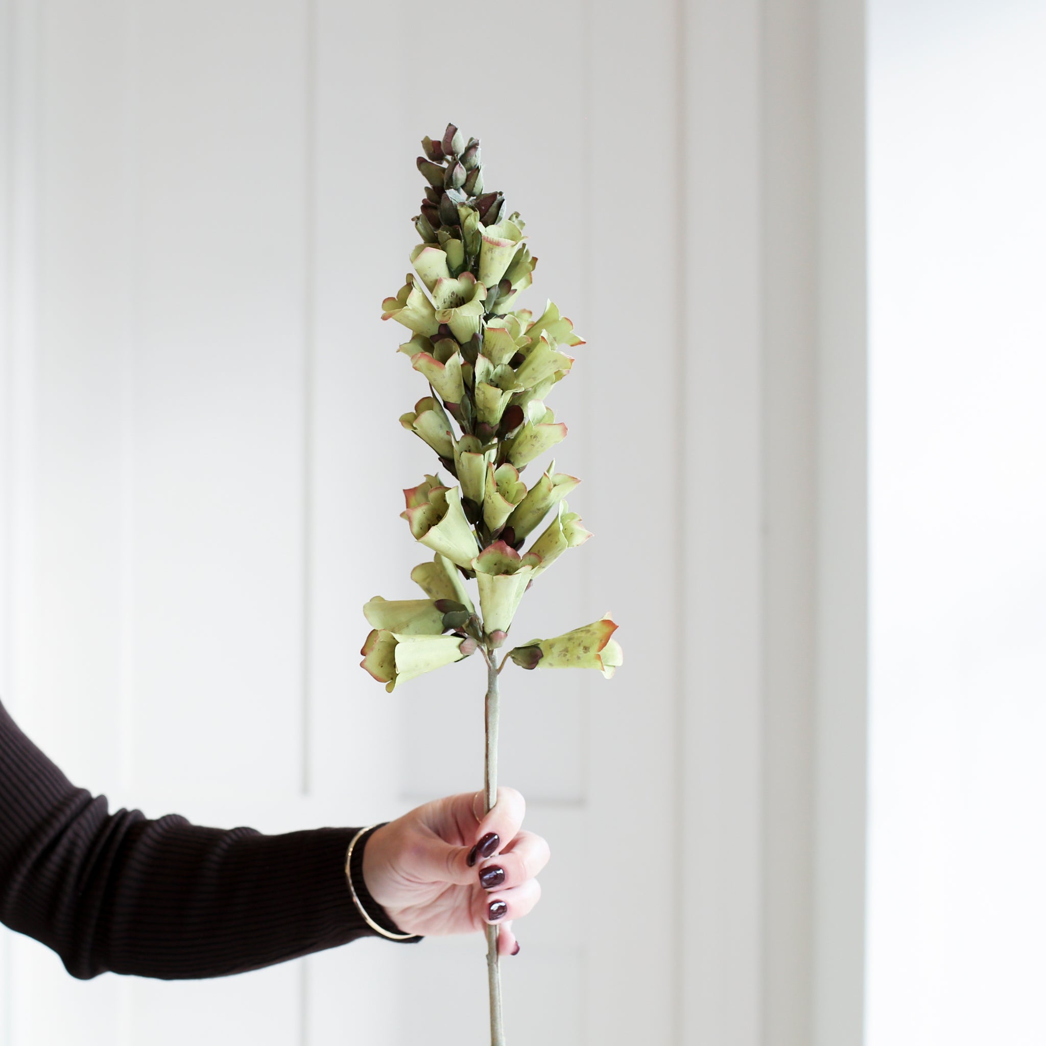 A stunning Foxglove stem in Winter Green