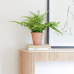 A lifelike potted Verdant fern plant in terracotta pot
