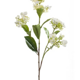 Charles Ted Hydrangea spray | Cream