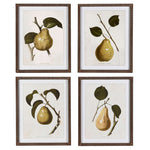 A set of four framed artwork pieces, each featuring a detailed illustration of a pear against a white background, with striped wooden frames.