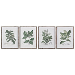 Set of 4 framed perennial herb botanical wall art prints displayed in a row