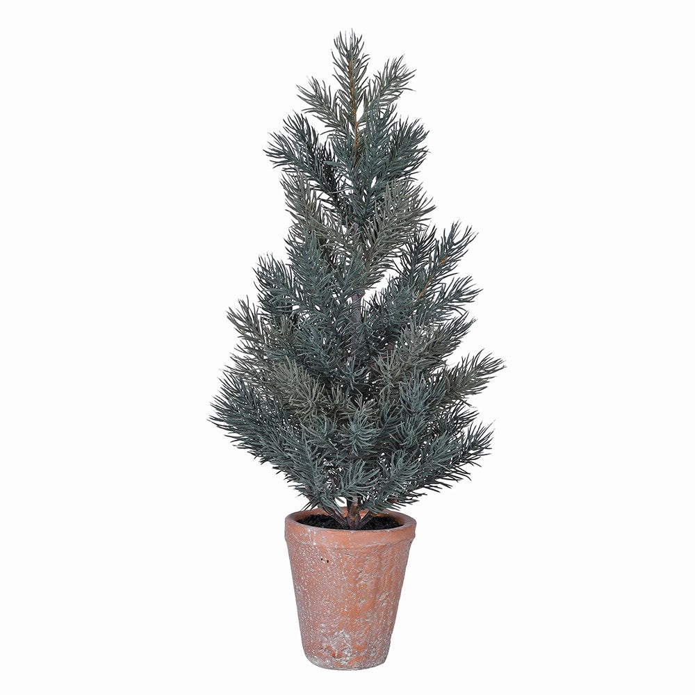 Pine Tree in Terracotta Pot | 1.5ft