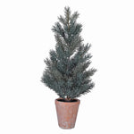 Pine Tree in Terracotta Pot | 1.5ft