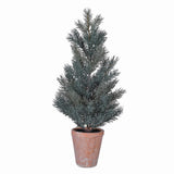 Pine Tree in Terracotta Pot | 1.5ft
