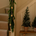 Pine Tree in Terracotta Pot | 1.5ft