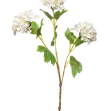 Charles Ted Hydrangea spray | Cream