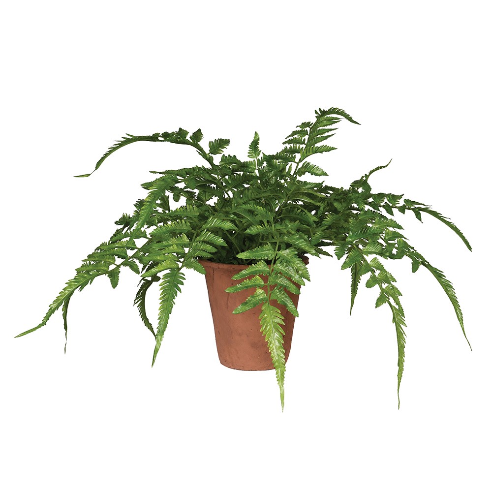 A lifelike potted Verdant fern plant in terracotta pot