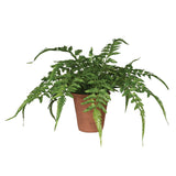 A lifelike potted Verdant fern plant in terracotta pot
