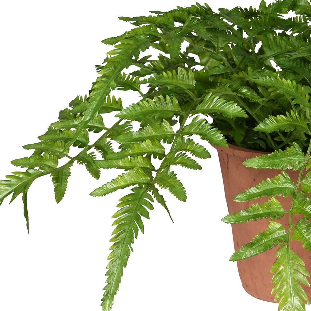 A lifelike potted Verdant fern plant in terracotta pot