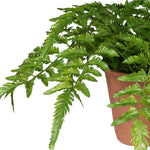 A lifelike potted Verdant fern plant in terracotta pot