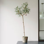 Realistic faux olive tree with olives in an aged terracotta pot against a minimalist white wall