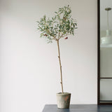 Realistic faux olive tree with olives in an aged terracotta pot against a minimalist white wall