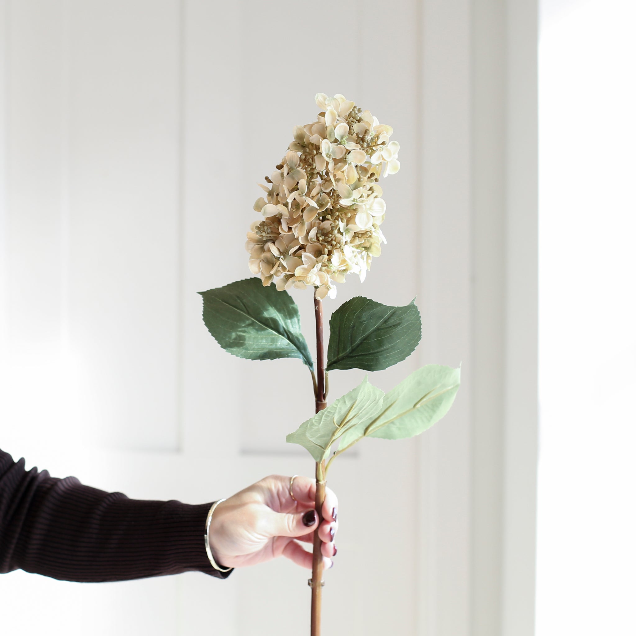 A stunning Hydrangea stem in warm cream and brown.
