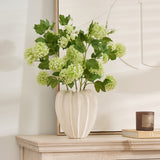 Green Pompom Viburnum