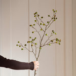 A beautiful stem of eucalyptus with oversized berries