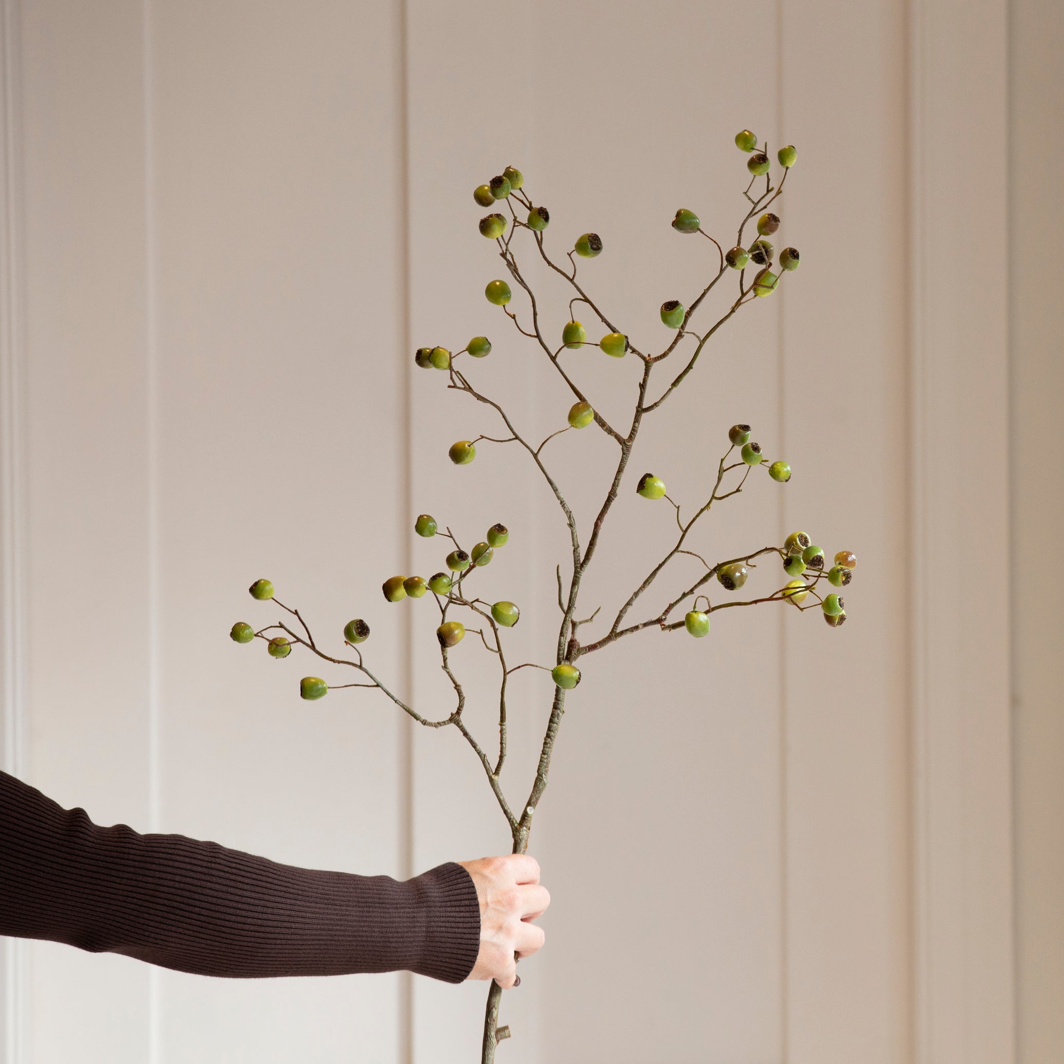 A beautiful stem of eucalyptus with oversized berries