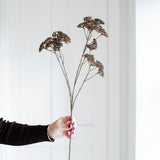 A hand holding out a tall stem of Achillea