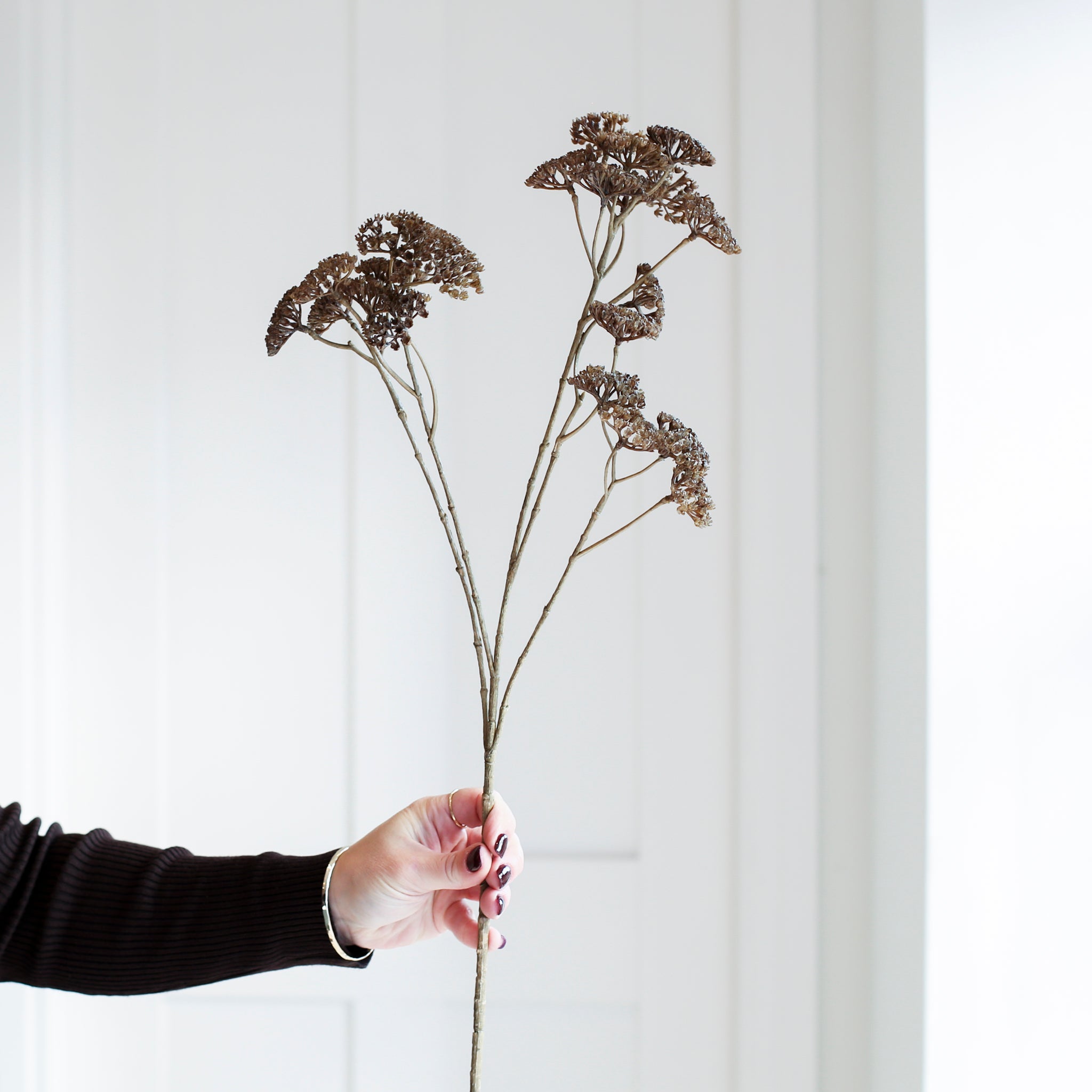 A hand holding out a tall stem of Achillea