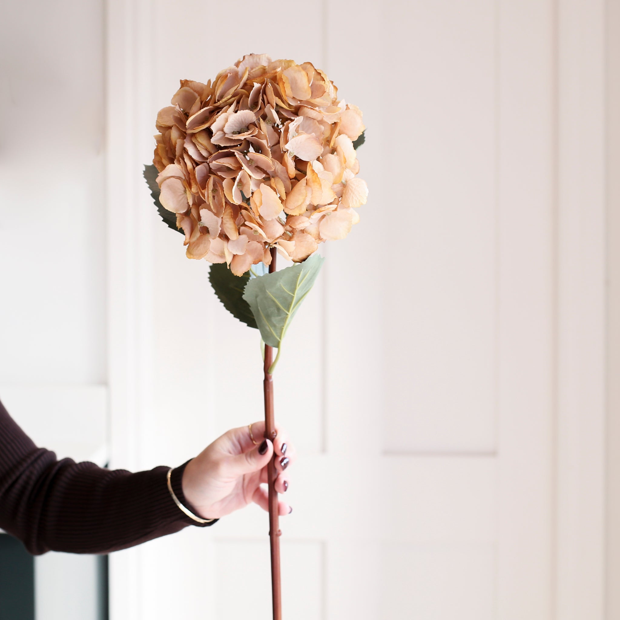 A stunning Hydrangea stem in beautiful beige