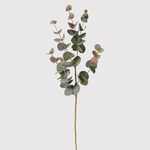 A Eucalyptus stem