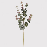 A Eucalyptus stem