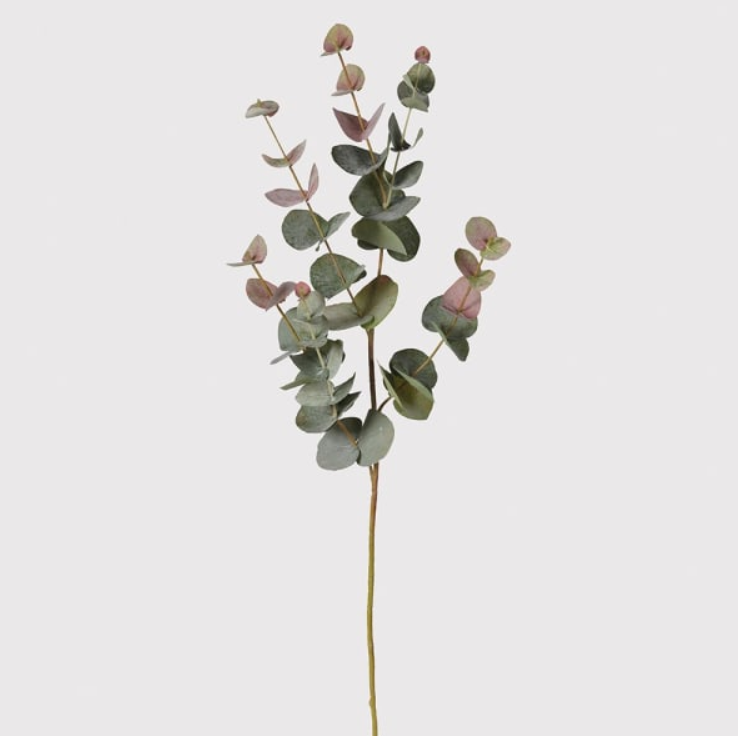 A Eucalyptus stem