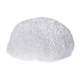 Brancaster white faux coral sculpture with realistic brain coral texture, 21cm wide decorative accent
