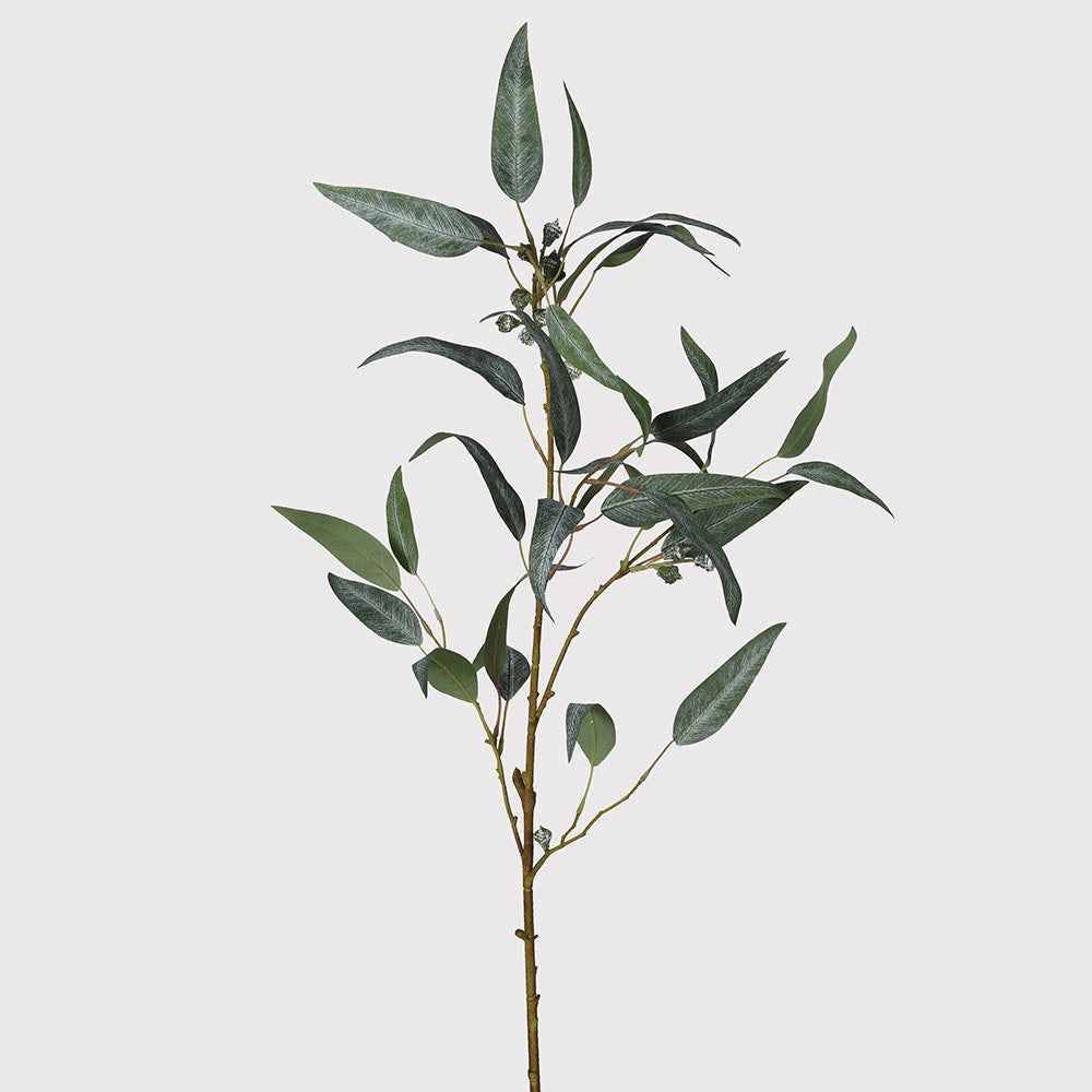 Charles Ted Berry Long Leaf Eucalyptus stem with green leaves and berries against a light background