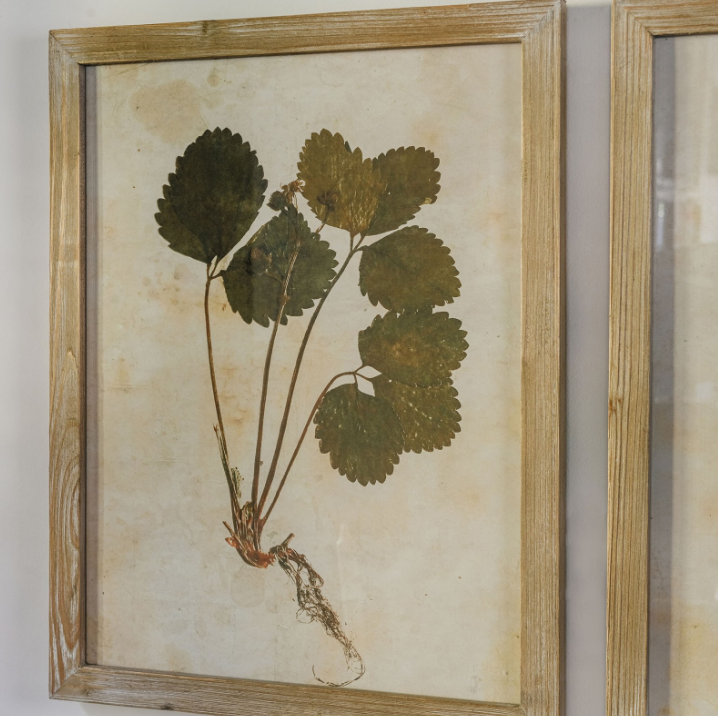 A set of two beautiful leaf prints in a fir wood frame.