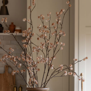 Blossom clusters catching light against a plain wall
