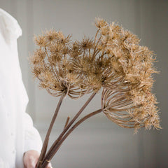 Charles Ted Queen Anne Lace Dried Brown Faux Stem styled against a neutral background