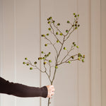 hand holding a A beautiful stem of eucalyptus with oversized berries