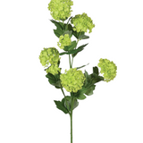 Green Pompom Viburnum | Three Stems