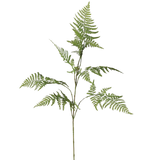 Asparagus Fern Stem | Set of Three