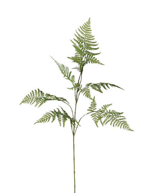 Asparagus Fern Stem | Set of Three