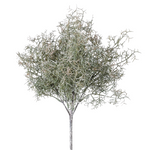A beautiful bunch of three Spanish moss bush stems