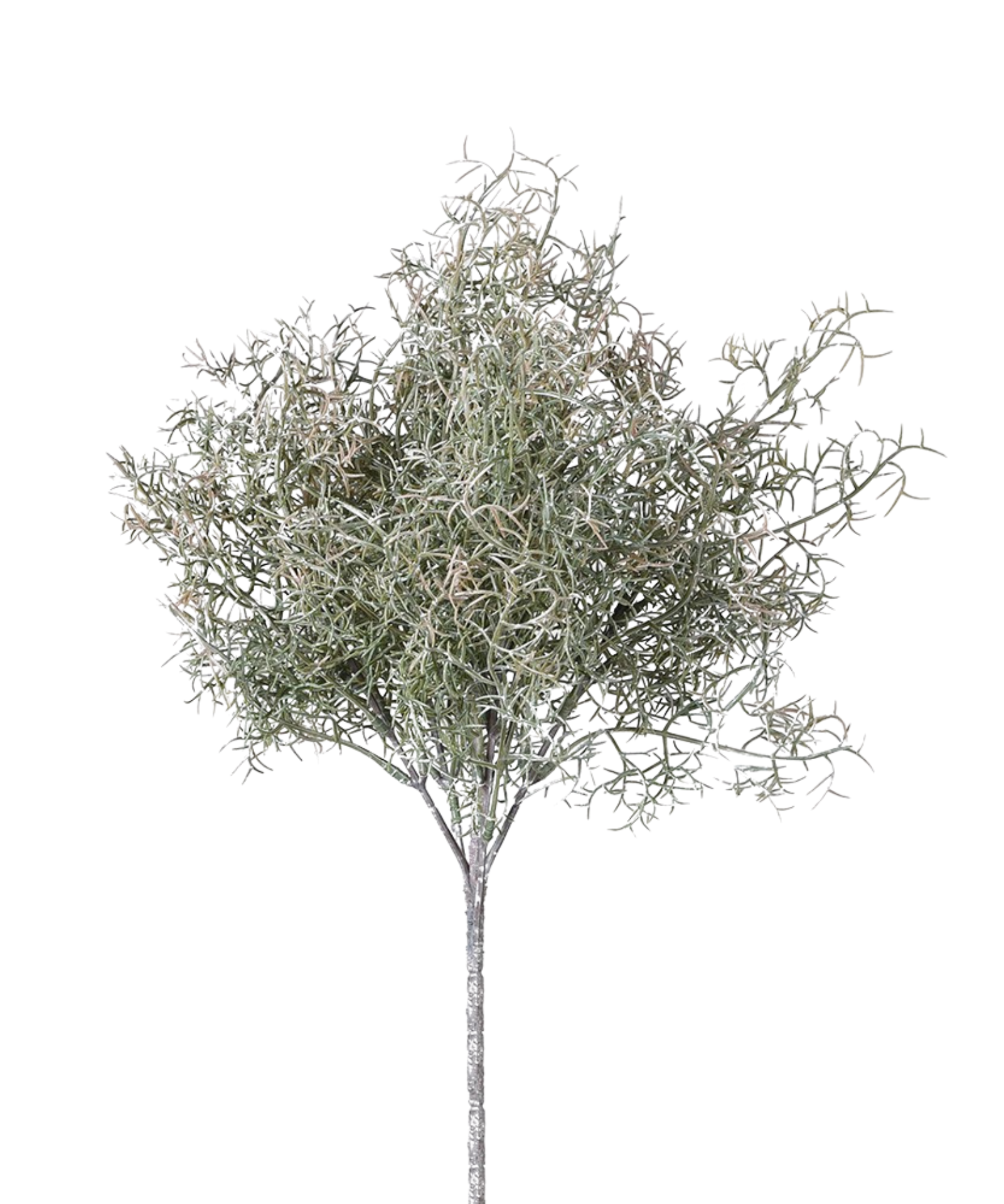 A beautiful bunch of three Spanish moss bush stems
