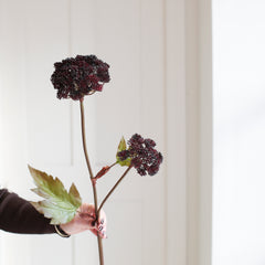 A beautiful Angelica seed head stem in burgundy.
