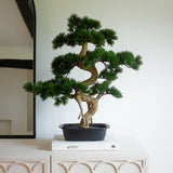 Bonsai Tree