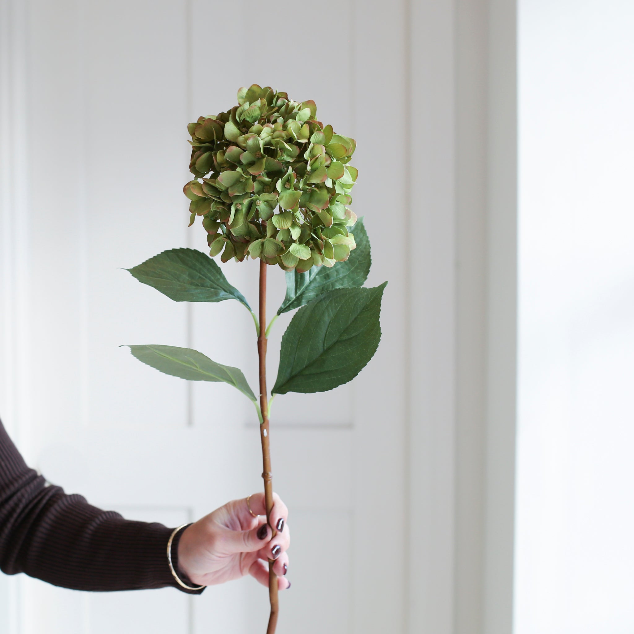 A stunning Hydrangea stem in warm green.
