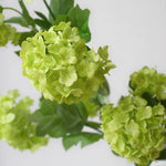 A beautiful stem of green viburnum